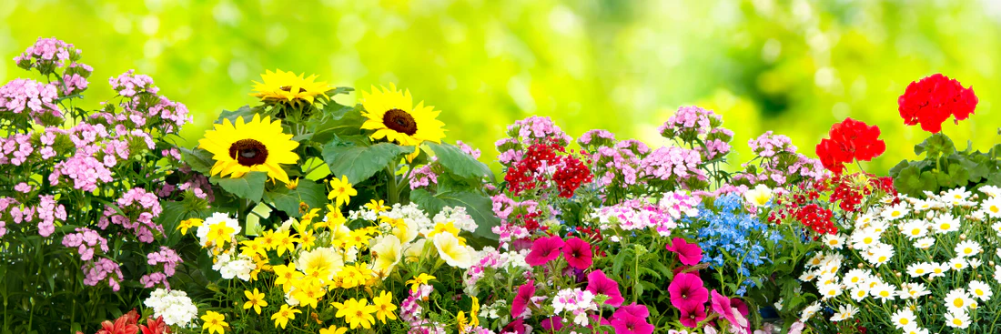 Boost Your Curb Appeal with These Summer Flowering Plants: The Ultimate Guide to Summer Annuals 