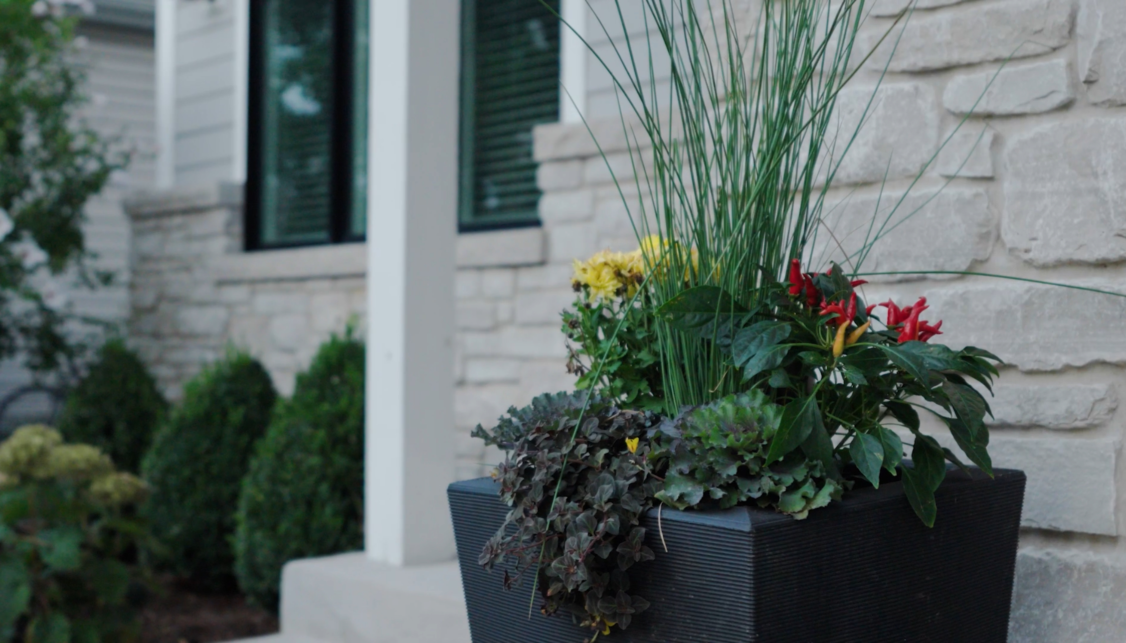 Fall Into Color: A Guide to Lively Annuals for Your Outdoor Space