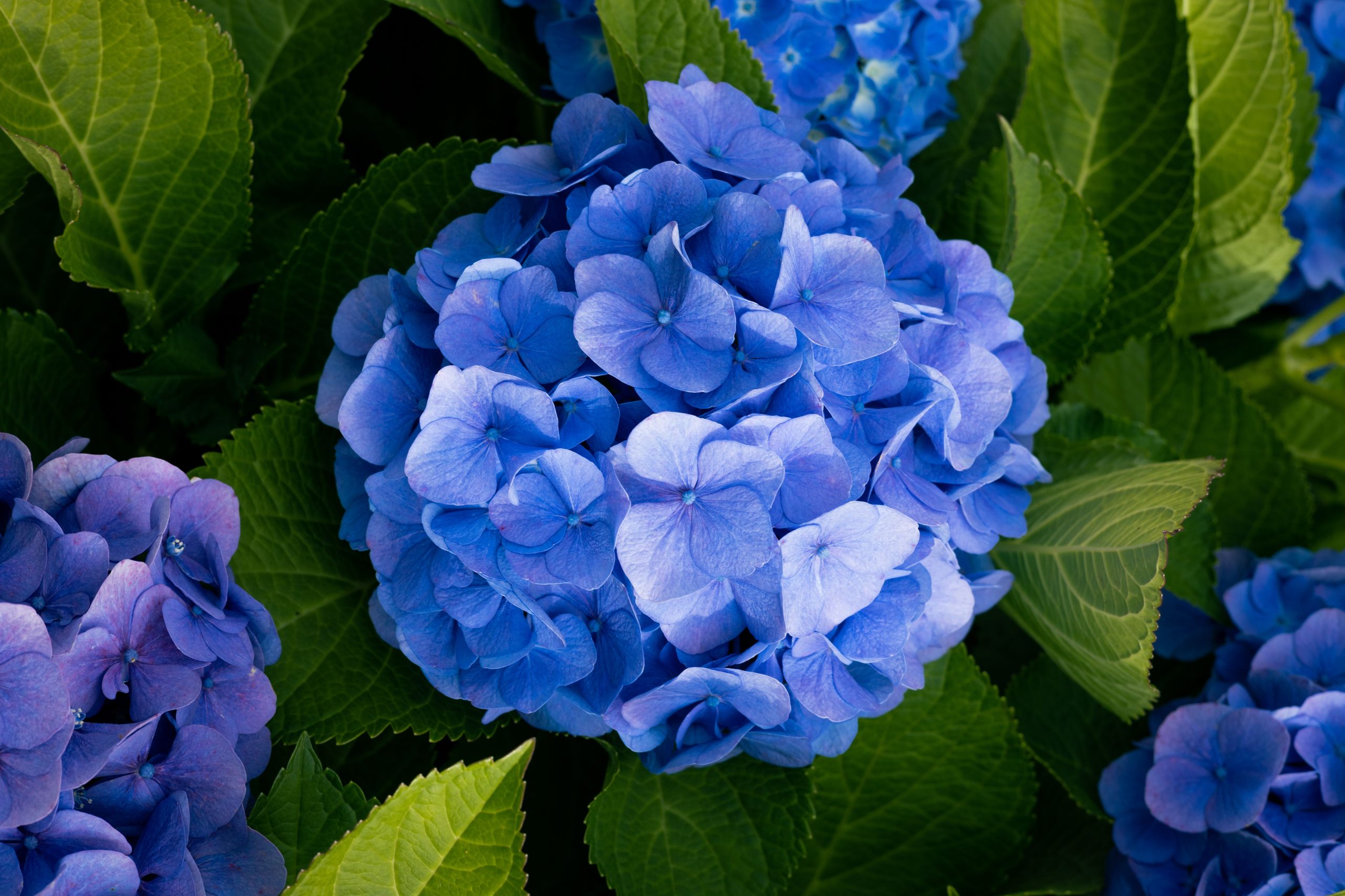 Fabulous Hydrangeas: A Guide to Types, Blooms, and Pruning